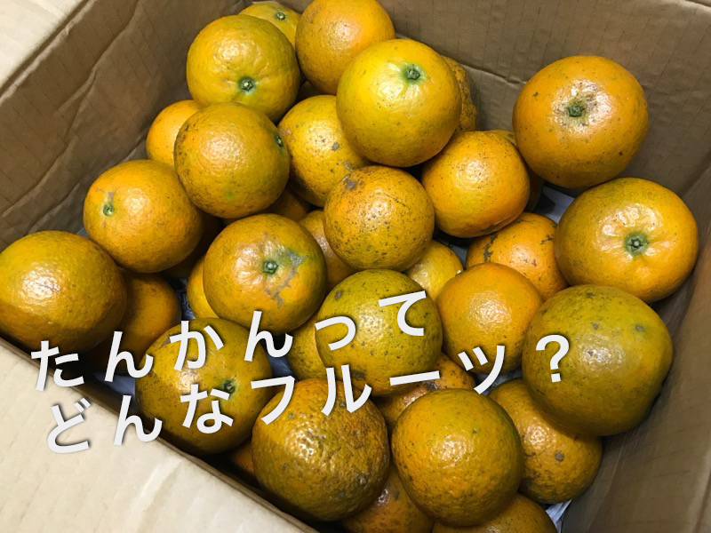 関東では珍しいフルーツ！？激甘な【たんかん（桶柑）】を箱買いしてみました