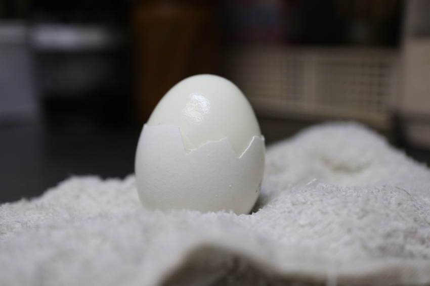 生卵とゆで卵の見分け方８